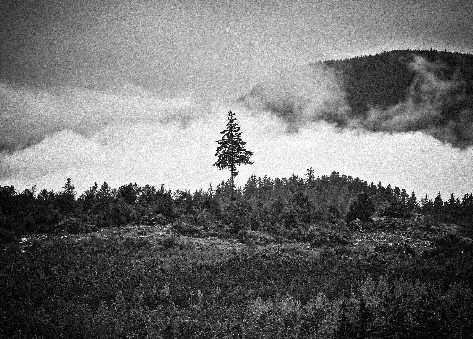 A lone tree stands after deforestation