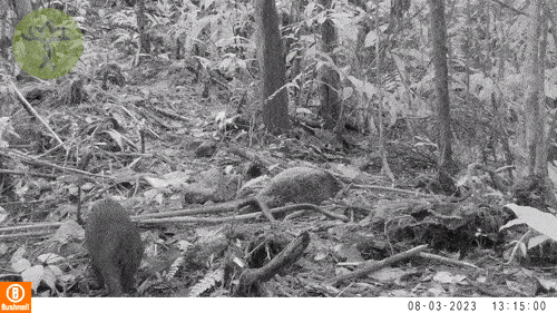 Bush dogs in Colombia